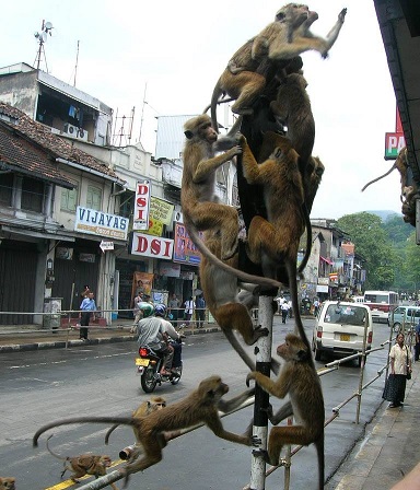 FunnyMonkeyAnimalPhotos